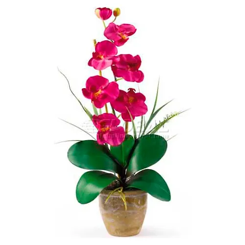 Nearly Natural Phalaenopsis Silk Orchid Flower Arrangement, Beauty